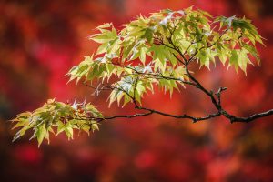 giappone-ramo-img_9324